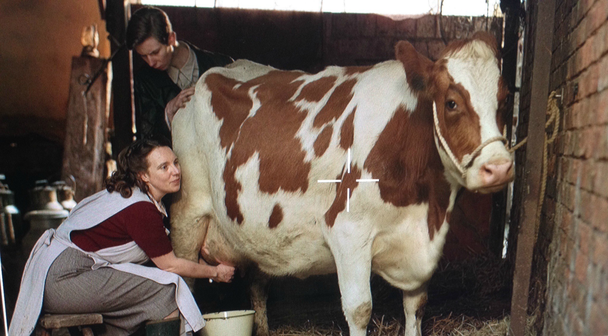 Gillian Dean sitting on a stool and milking a cow as Isobel Reilly - ITV Drama's Home Fires. She is wearing a checked wrap-around apron, tweed skirt and red jumper